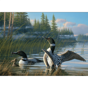 Common Loons