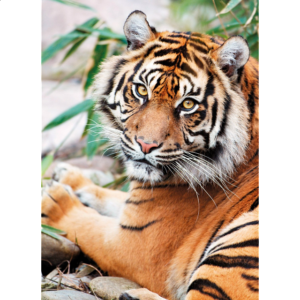 Sumatran Tiger