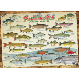 Freshwater Fish of North America