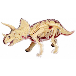 4D Vision – Triceratops Anatomy Model