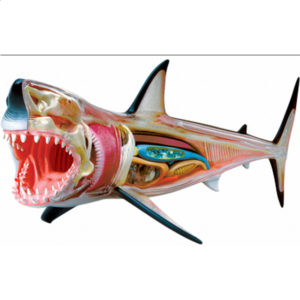4D Vision – Great White Shark Anatomy Model